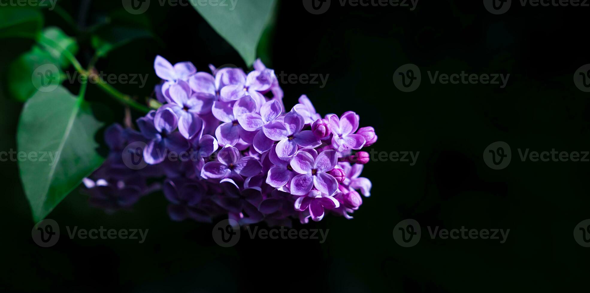 Branch of blooming lilac on a black background. Close-up. Copy space. Banner. photo