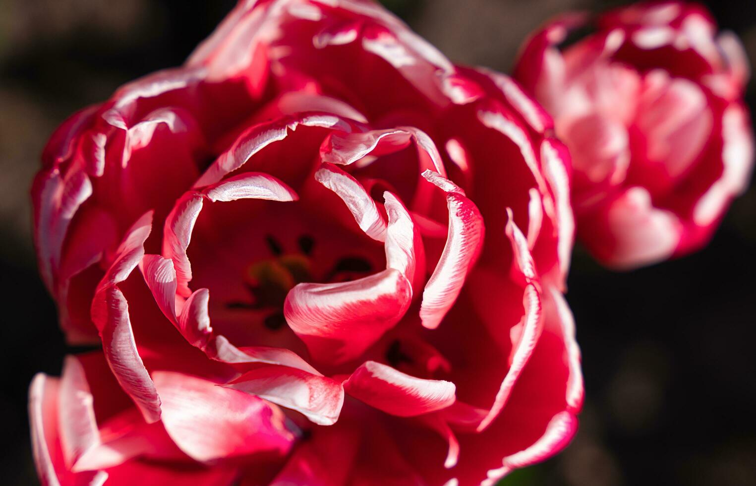 Red tulip on a dark background. Close-up. Top view. Selective focus. photo