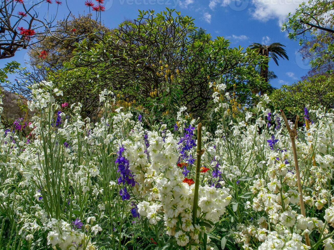 spring time in funchal madeira photo