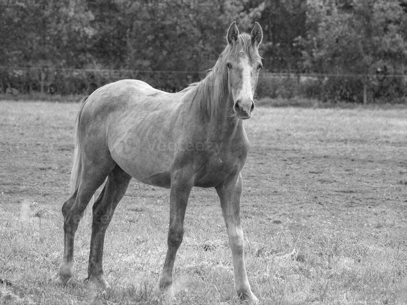 horses on a medow in westphalia photo