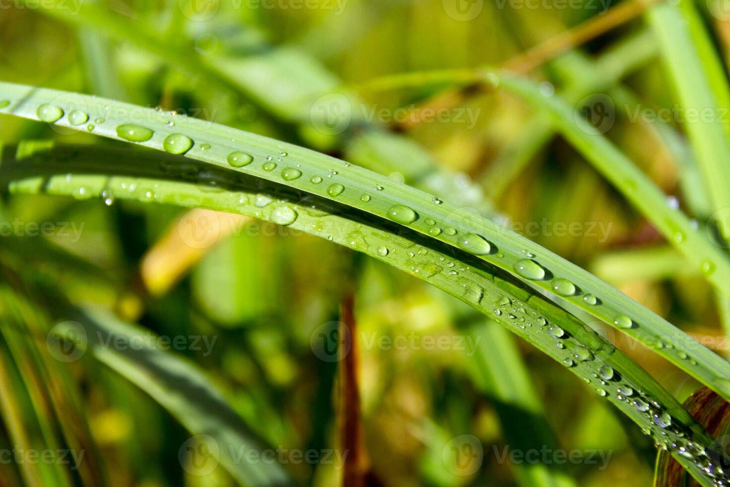 Close up of fresh thick green grass with dew drops early in the morning. Background of water drops on plants. Wet grass after rain photo