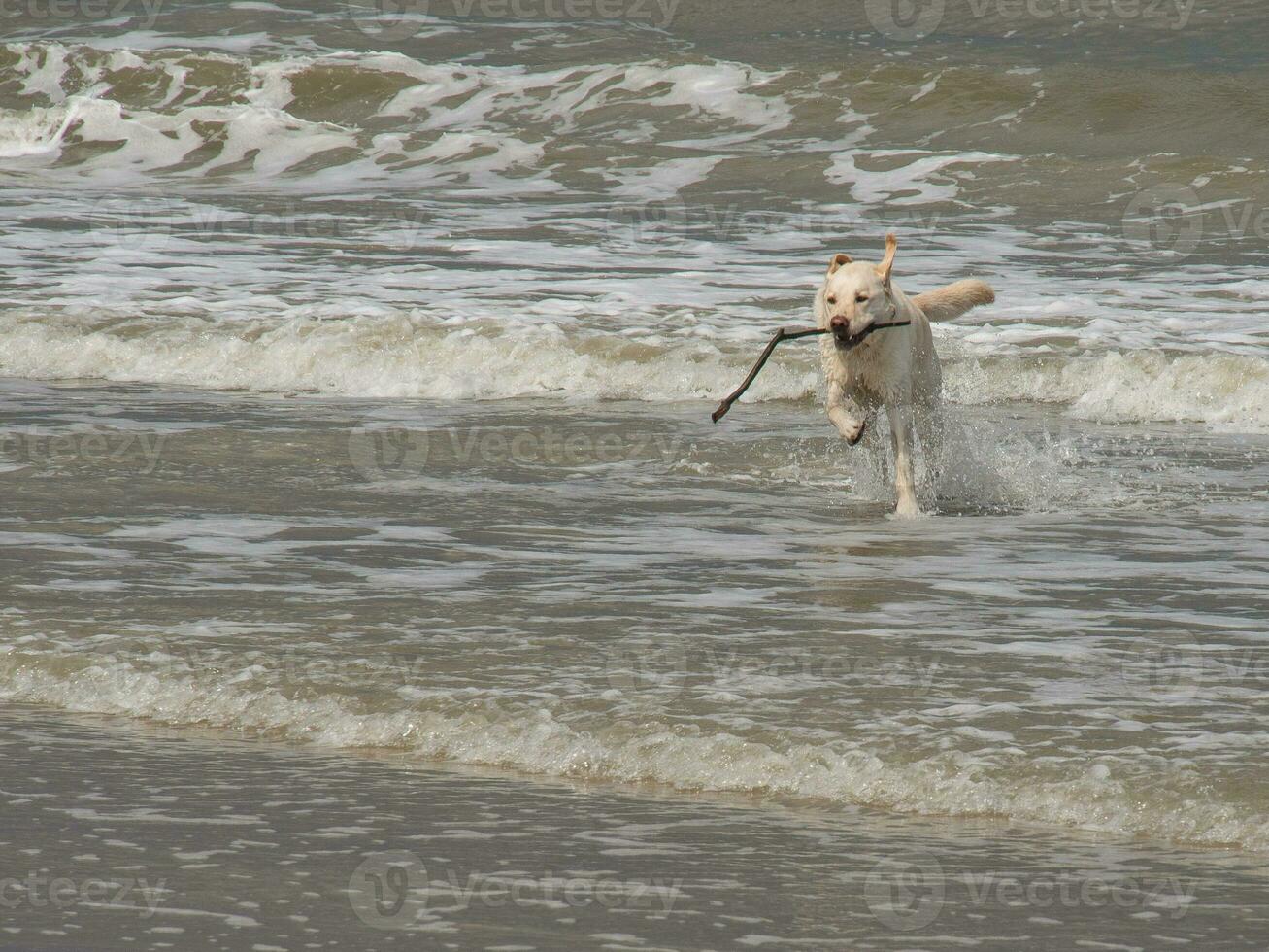 the beach of Spiekeroog photo