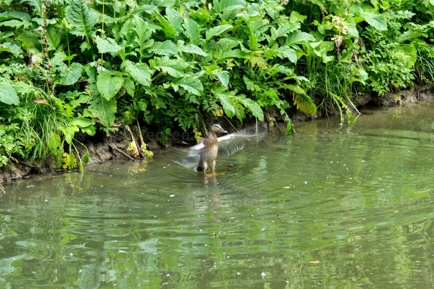 Wild duck is swimming in the pond. Bird in the lake photo