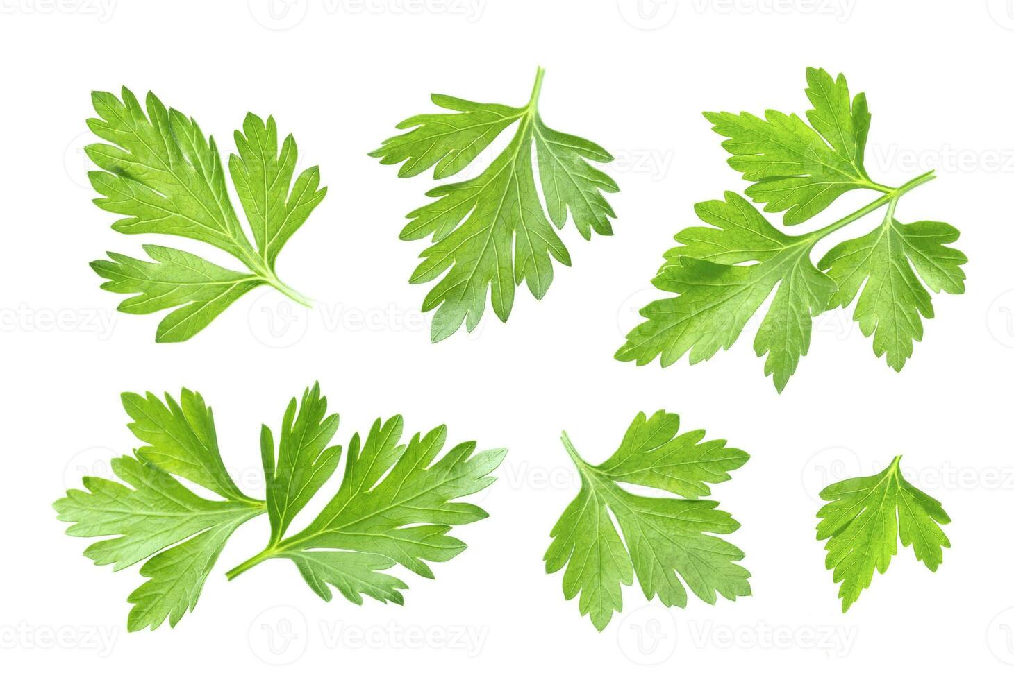 Parsley leaf isolated on white. Closeup photo