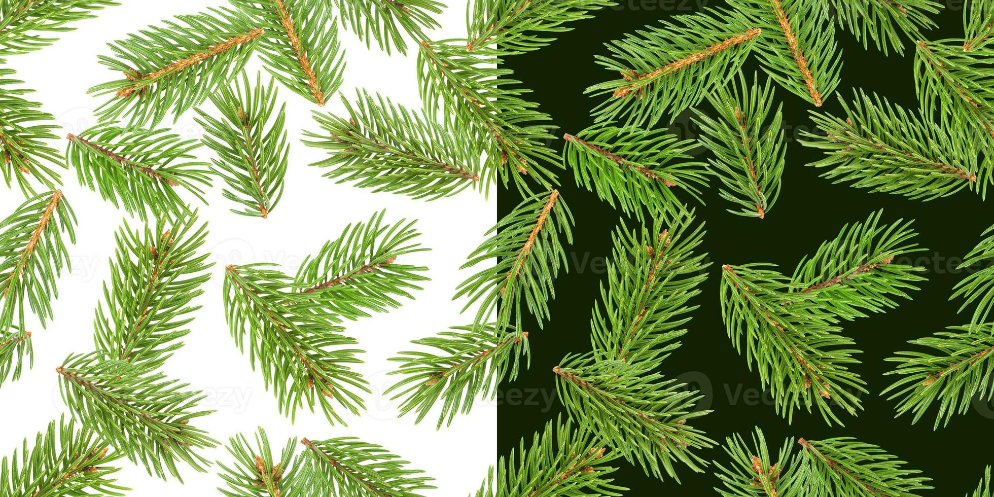 Fir tree branches seamless pattern, pine branch, Christmas conifer isolated on white and green background photo