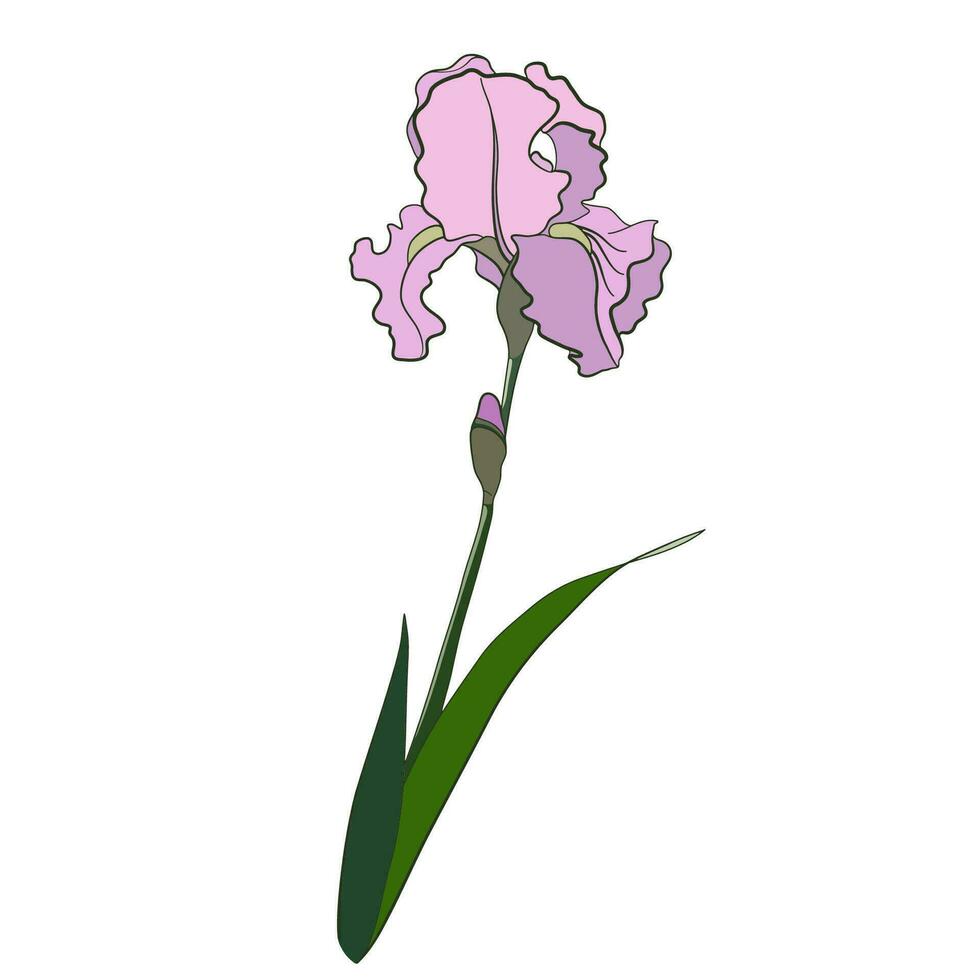 Vector Illustration of Iris Flower