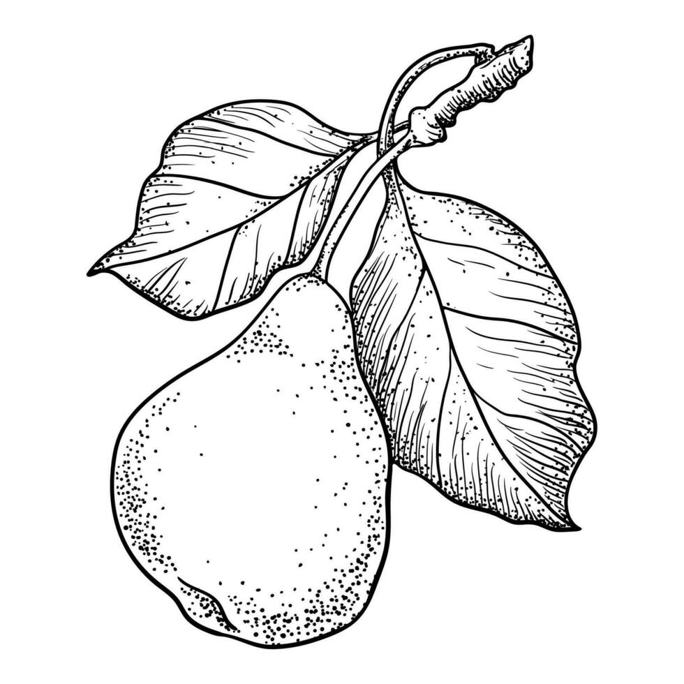 Vector Illustration of Pears on a Branch with Leaves