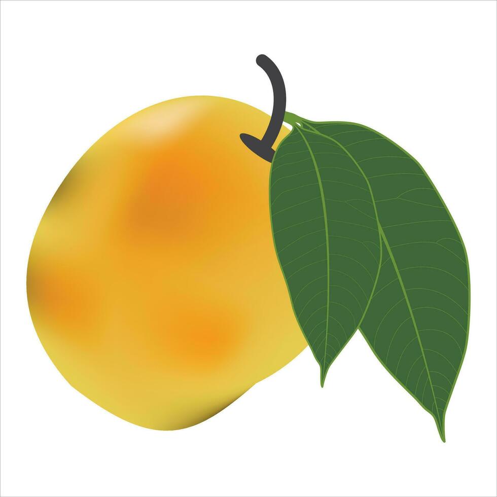 Vector delicious mango ripe yellow, orange  with leaf isolated on white background