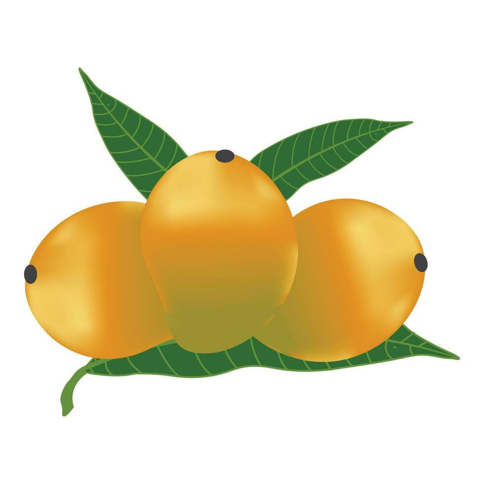 Vector delicious mango ripe yellow, orange  with leaf isolated on white background