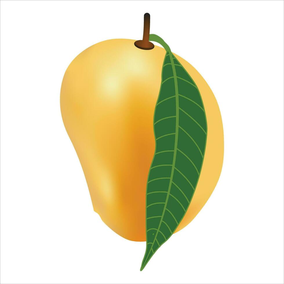 Vector delicious mango ripe yellow, orange  with leaf isolated on white background