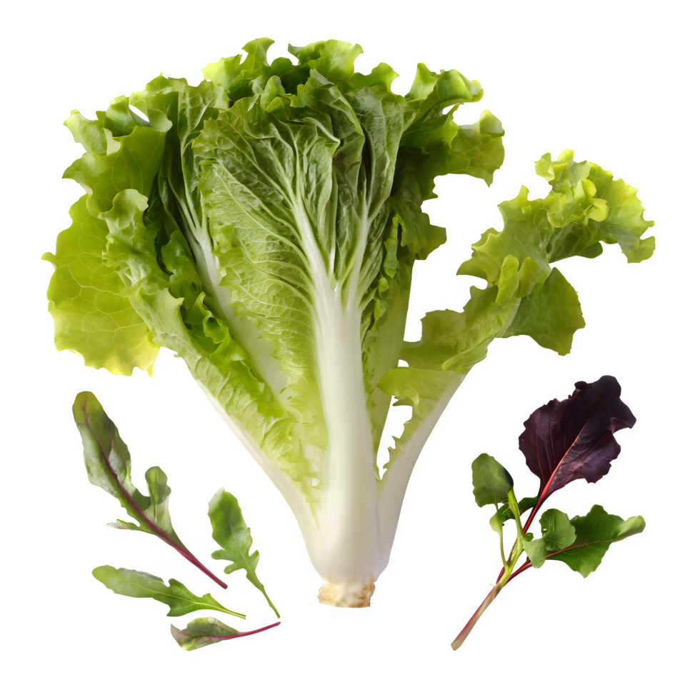 Set fresh green lettuce png on isolated transparent background