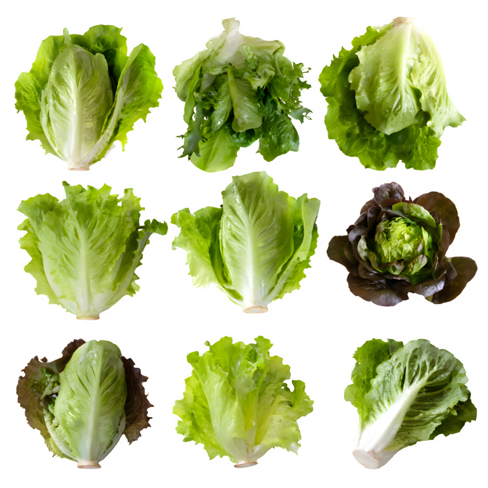 Set fresh green lettuce png on isolated transparent background