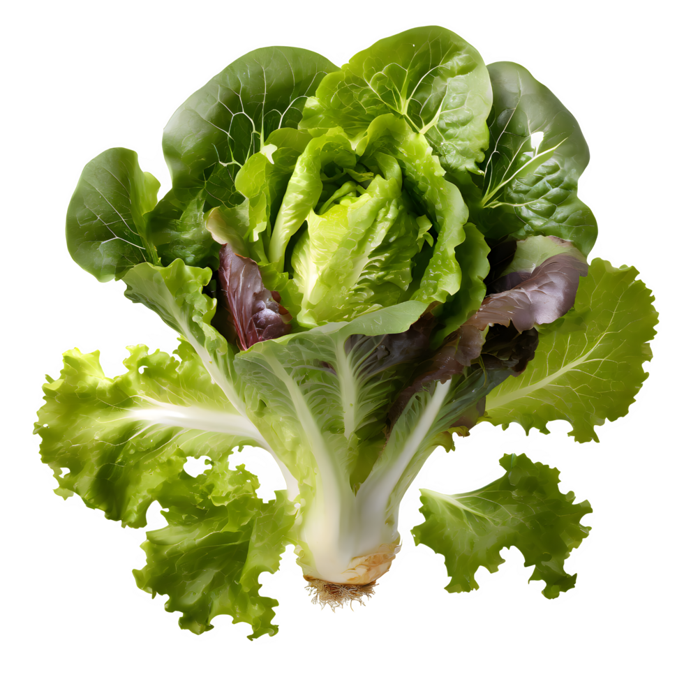 Set fresh green lettuce png on isolated transparent background