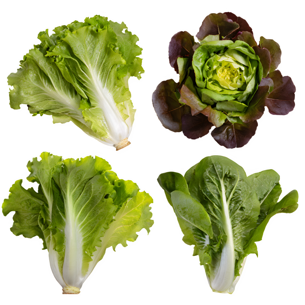 Set fresh green lettuce png on isolated transparent background