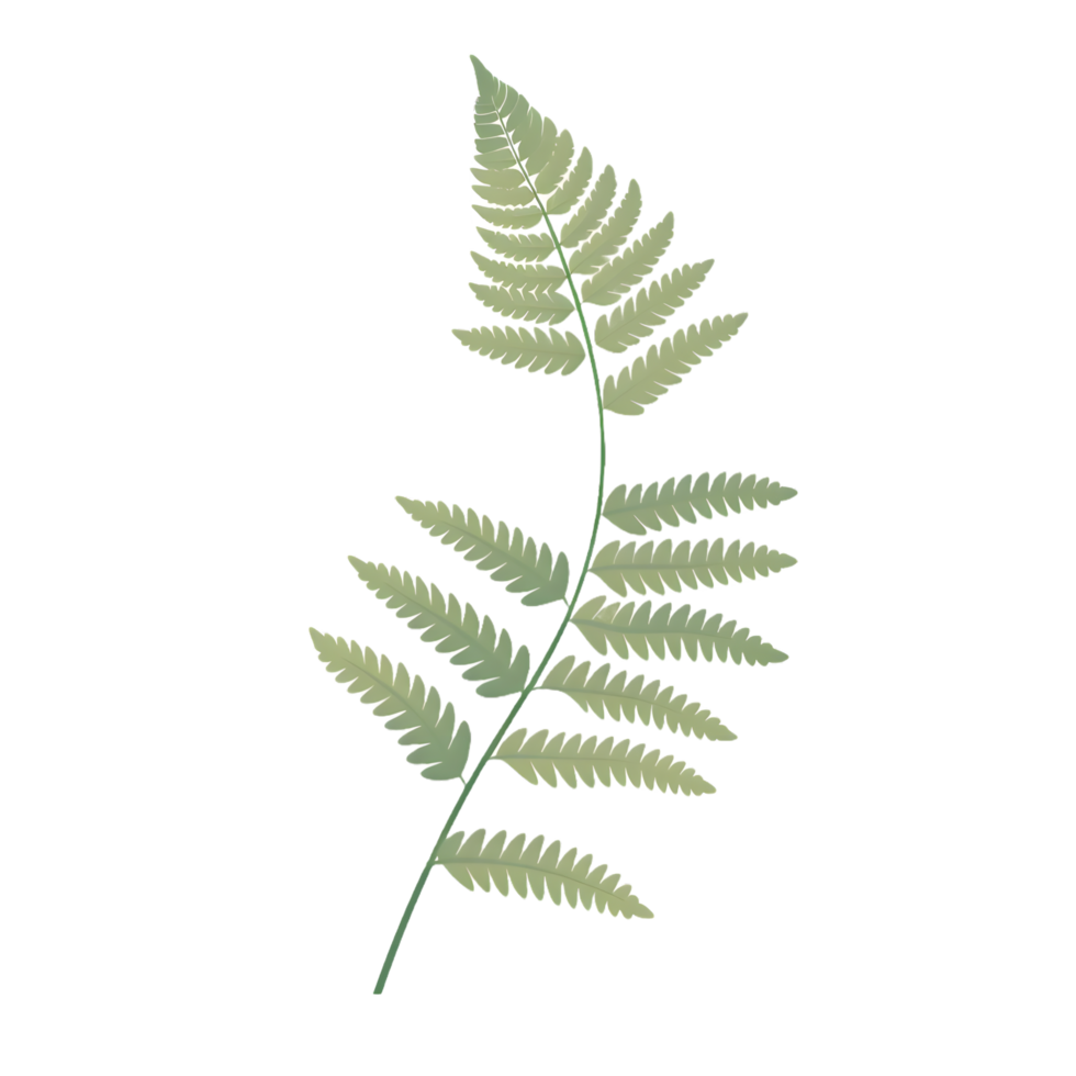 fern leaf illustration  ai generative png