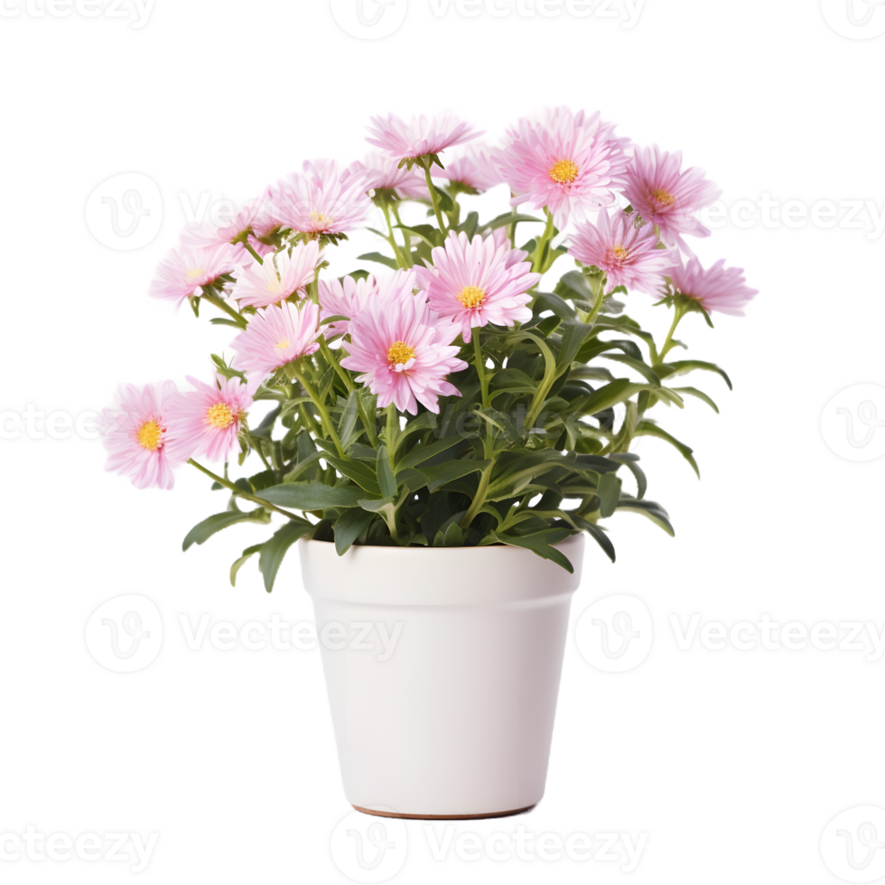 AI generated aster flower in pots - indoor decorative plant png