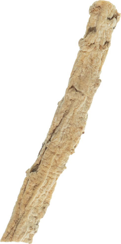 dang shen cut out on transparent background. png