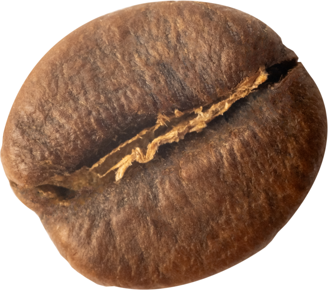 isolated coffee beans cut out on transparent background. png