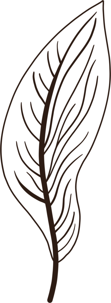 Simplicity autumn leaf freehand drawing. png