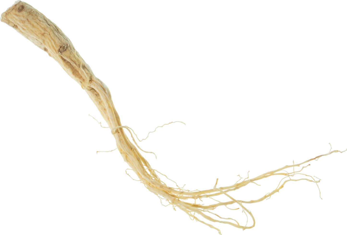 ginseng cut out on transparent background. png