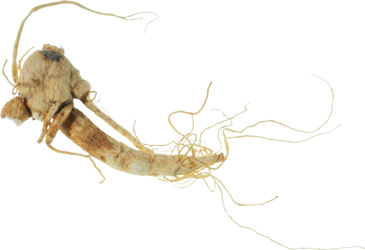 ginseng cut out on transparent background. png