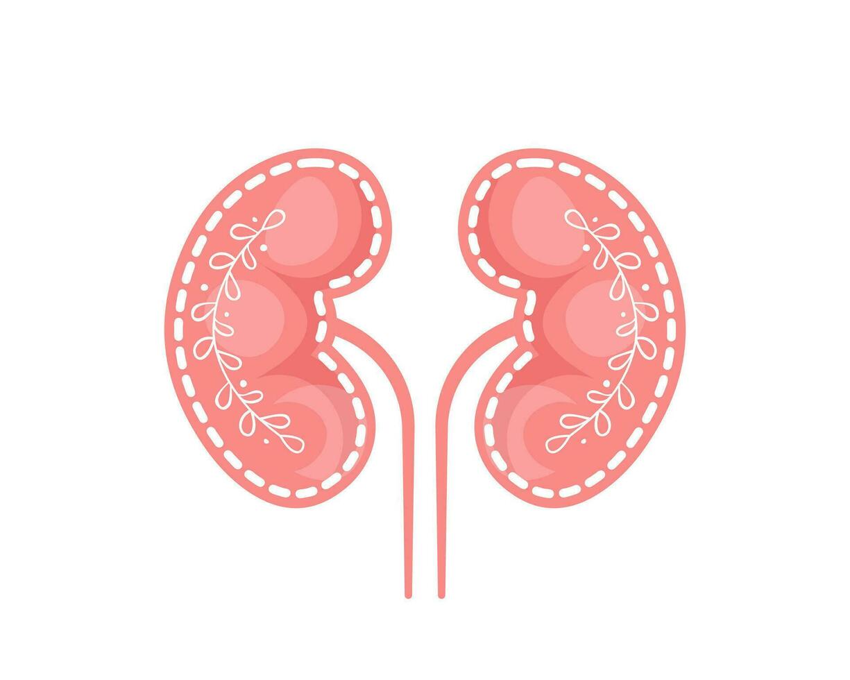 Human kidney with leaves branches vector icon isolated on white background