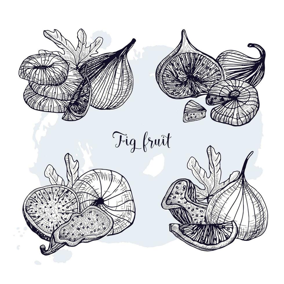 Set of different fig fruit. Fresh and dried fruits, leaf, slices. Black and white contour vector hand drawn illustration.