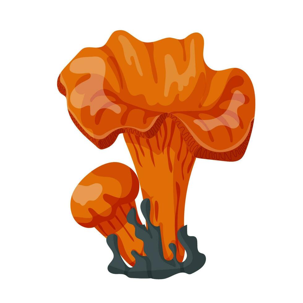 Chanterelles in moss. Chanterelles in forest. Vector illustration isolated on a white background.