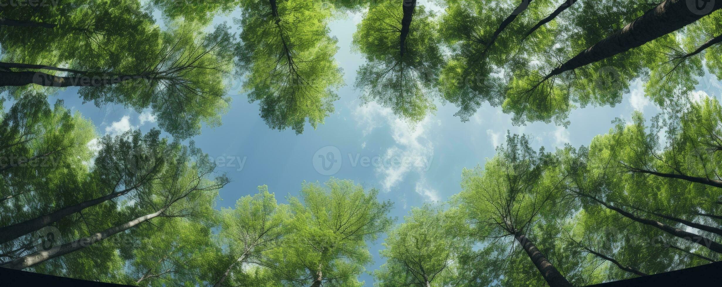 Looking up at the green tops of trees, Generative AI photo