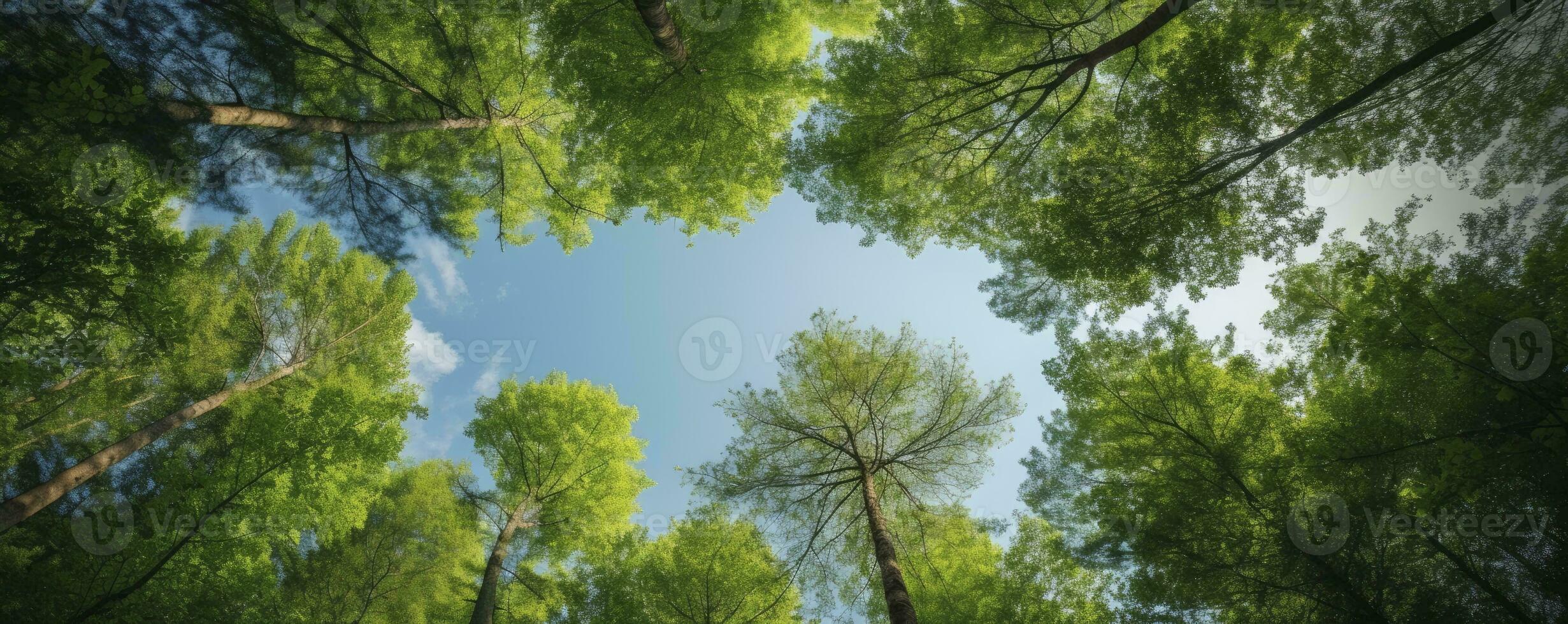 Looking up at the green tops of trees, Generative AI photo
