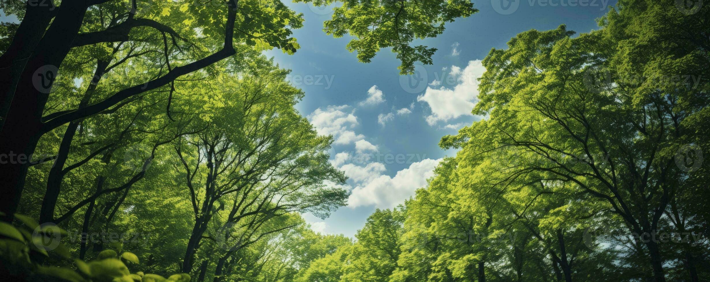 Looking up at the green tops of trees, Generative AI photo