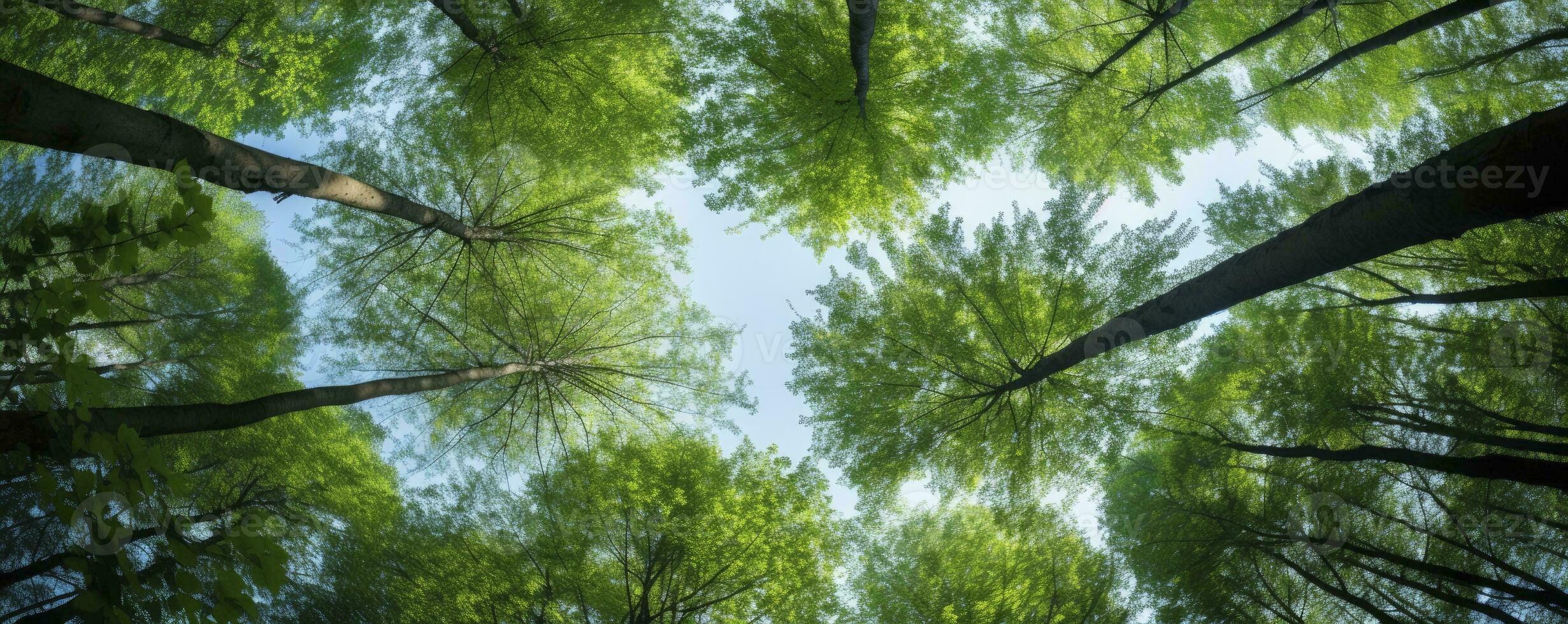 Looking up at the green tops of trees, Generative AI photo