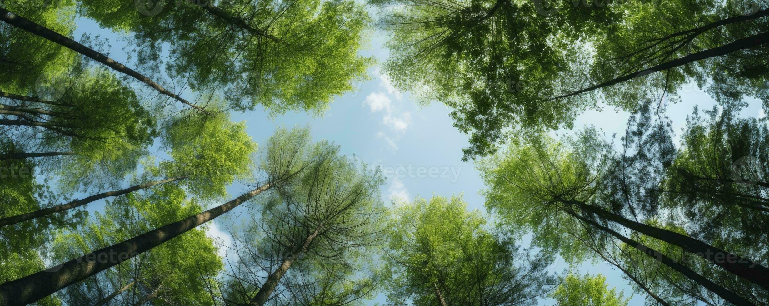 Looking up at the green tops of trees, Generative AI photo