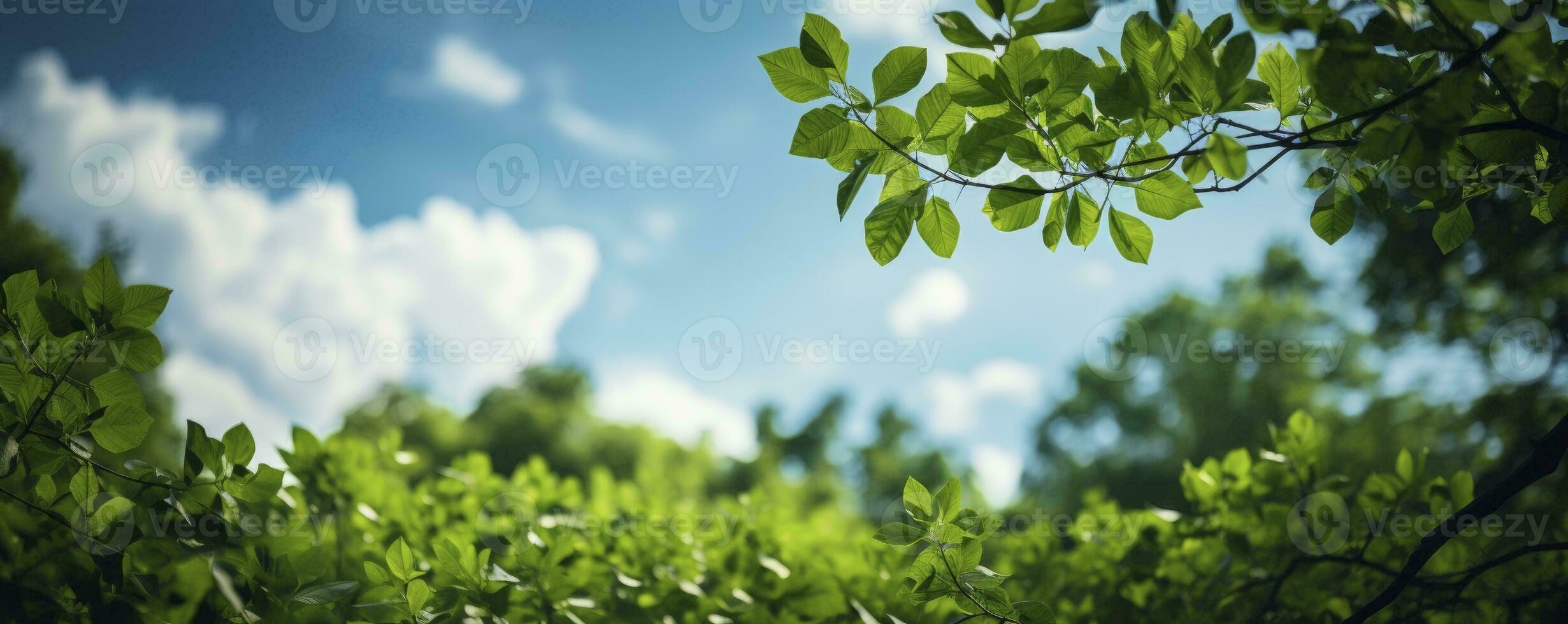 Looking up at the green tops of trees, Generative AI photo