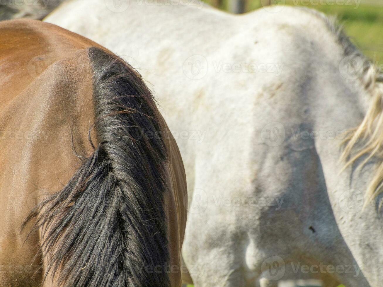 Horses in westphalia photo