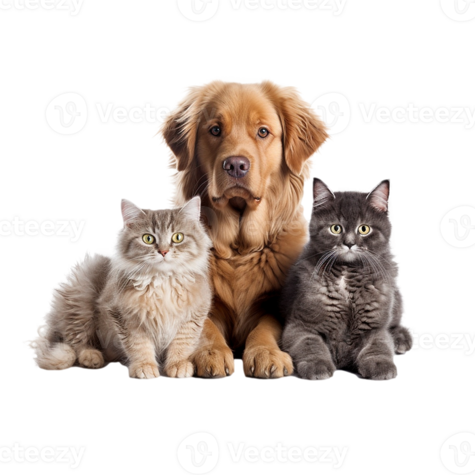 chats et chien copains isolé sur transparent arrière-plan, établi avec génératif ai png