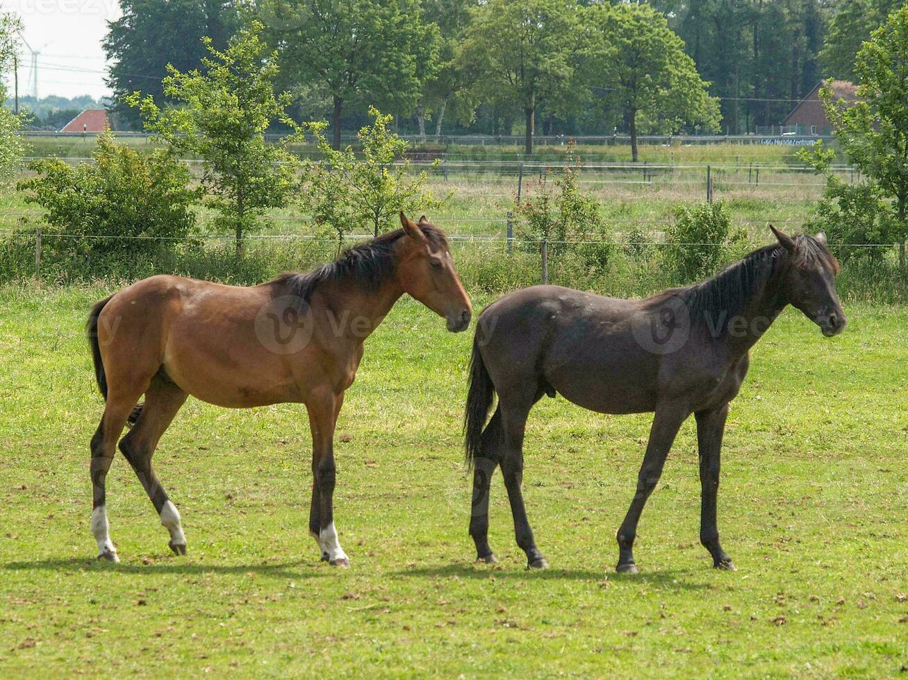 caballos en un prado alemán foto