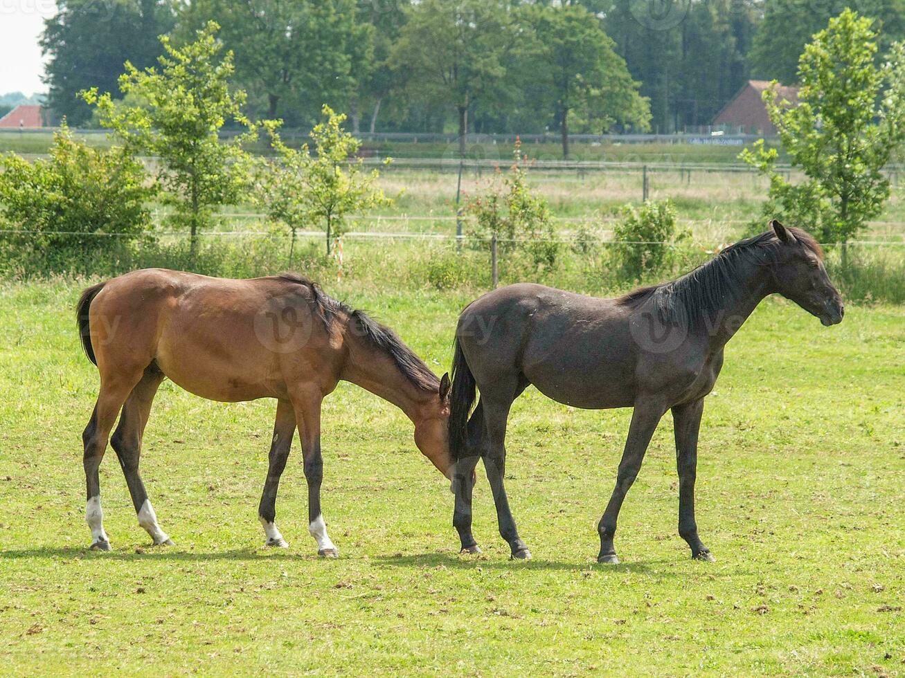 caballos en un prado alemán foto