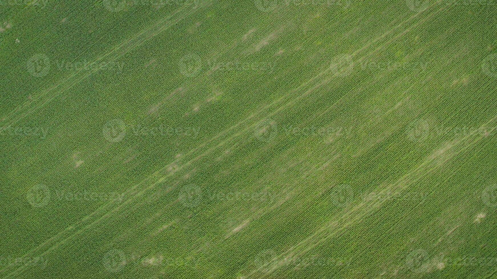 Beautiful view of endless green agricultural field on cloudy spring day. Drone flying over wheat field harvest crops in the countryside. Green wheat on a wheat field. photo