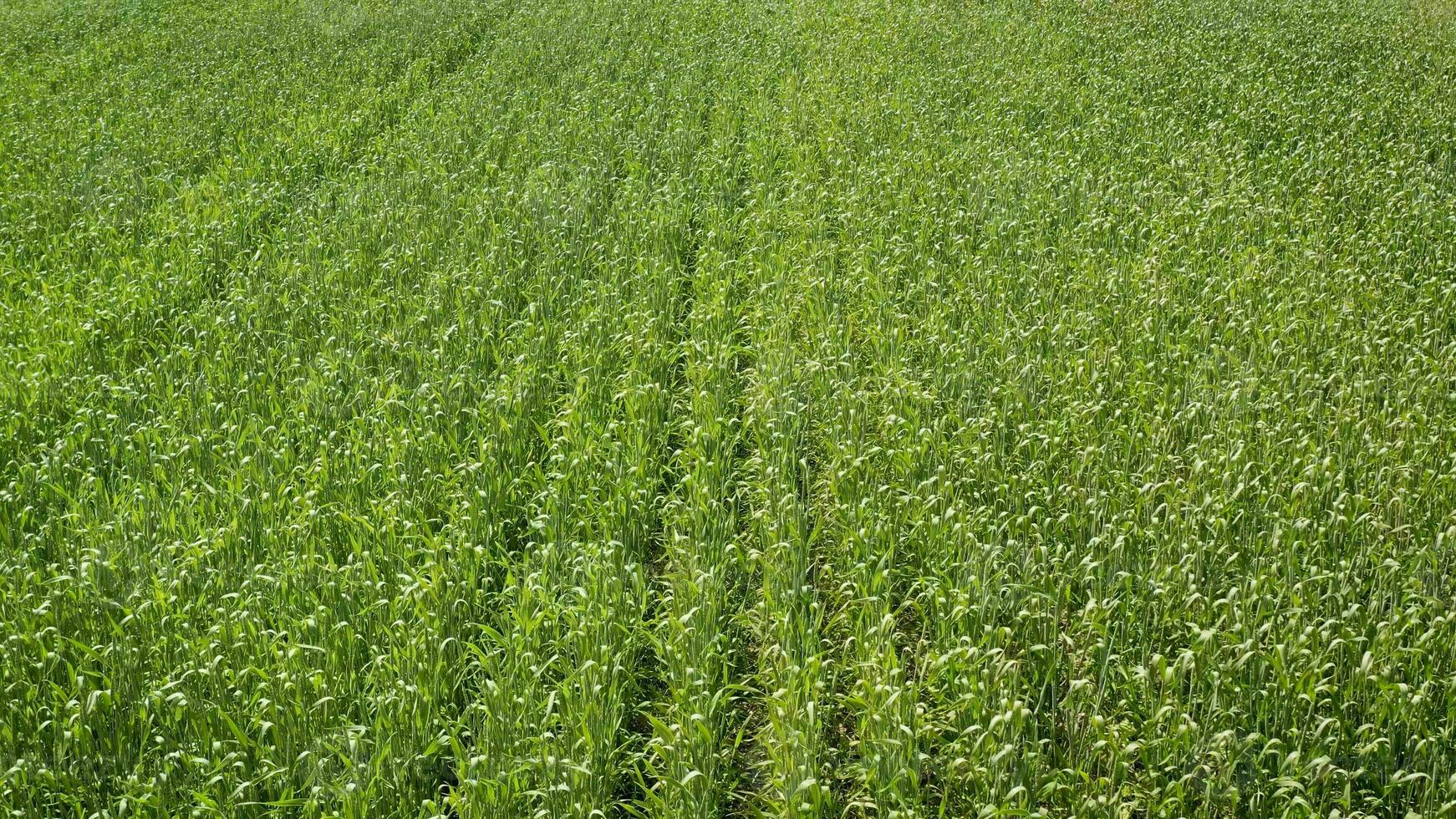 Green wheat grows in the field. Field of wheat photo