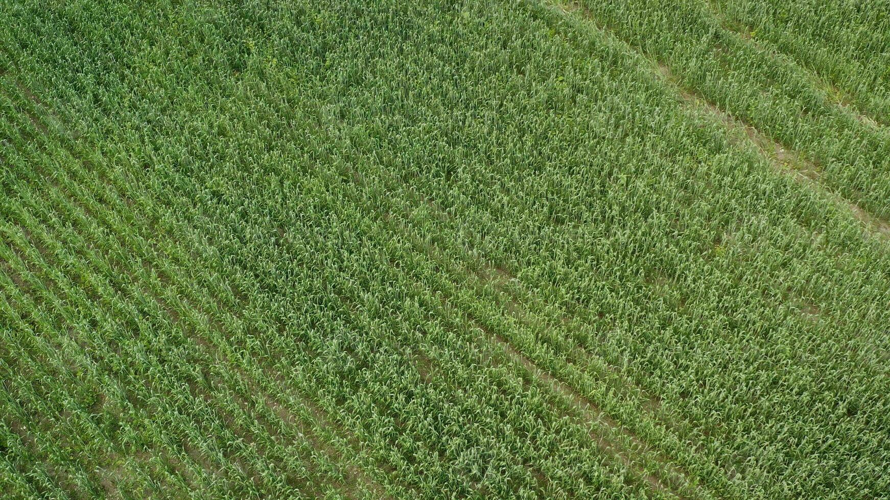 nuevo dispara de un invierno trigo en un primavera campo. verde campo con trigo. foto