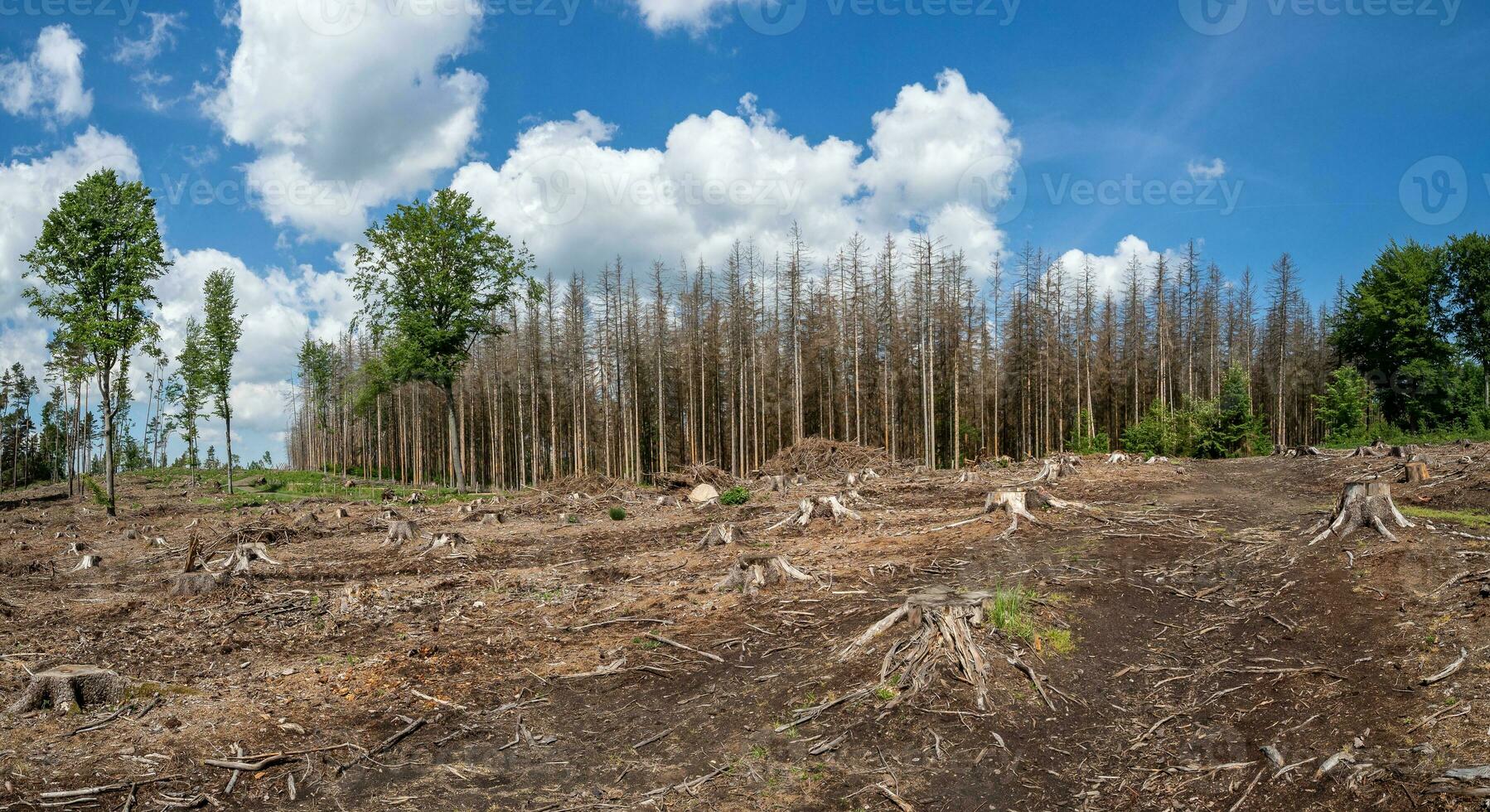 piceas muertas después de una infestación de escarabajos de corteza. la consecuencia del calentamiento global. foto