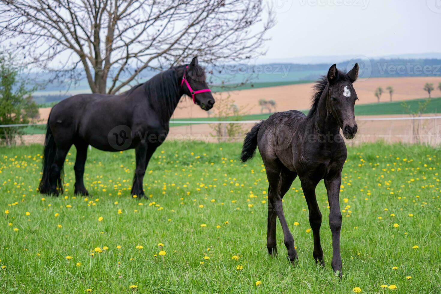 Black mare and foal in the pasture. photo