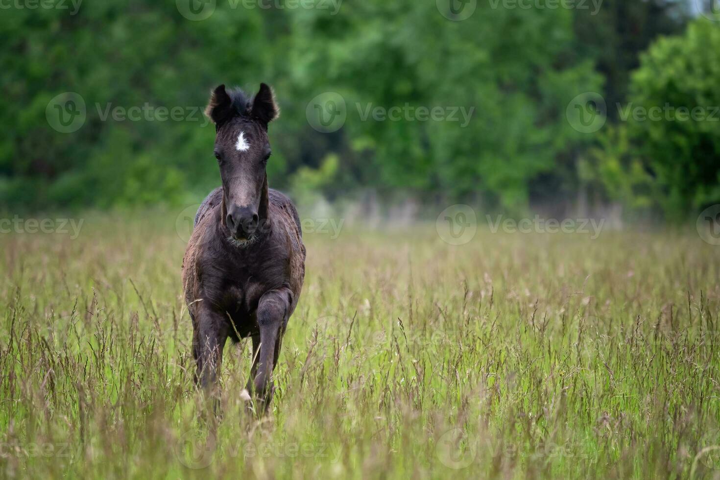 corriendo potro en primavera prado, negro caballo foto