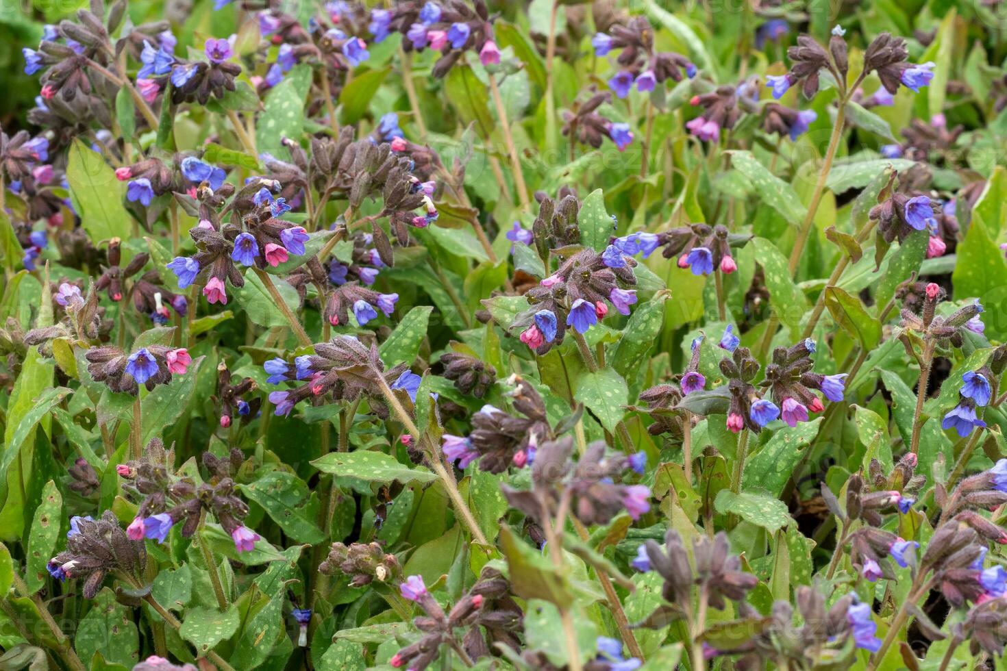 Lungwort flowers, Pulmonaria officinalis. The first spring flowers. Medicinal plants photo