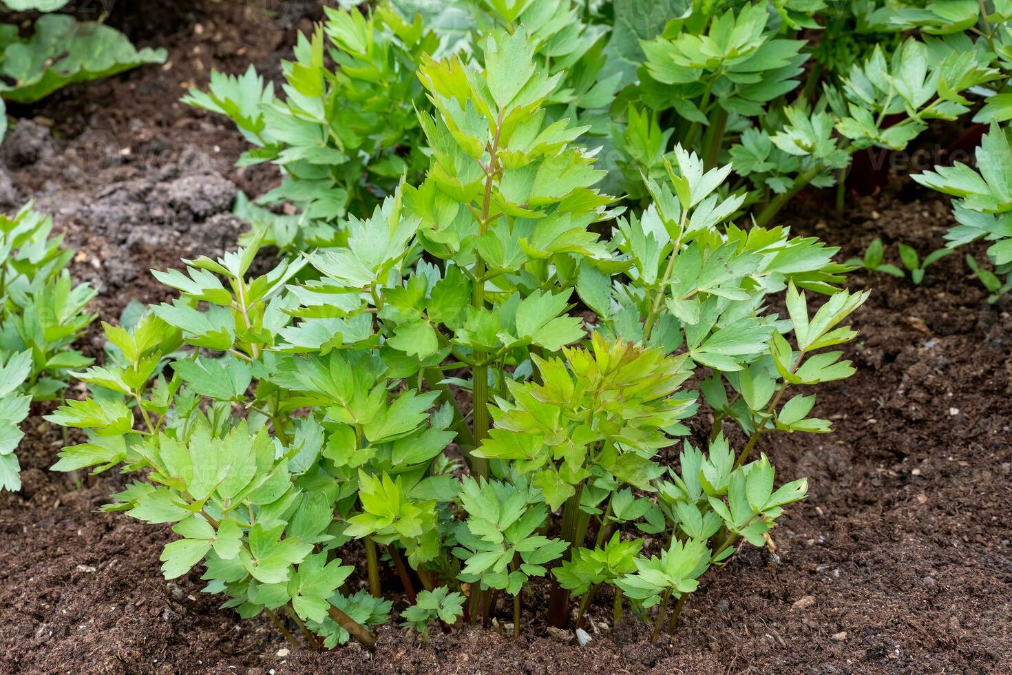 Spices and Herbs, Lovage plant, Levisticum officinale growing in the garden. photo