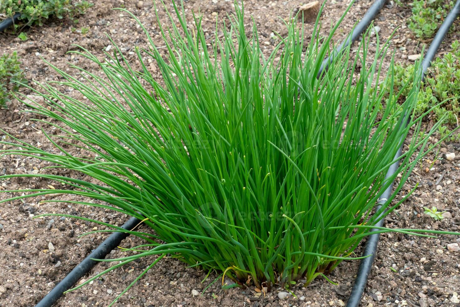 Chives or Allium Schoenoprasum. Chives is an edible herb for use in the kitchen. photo