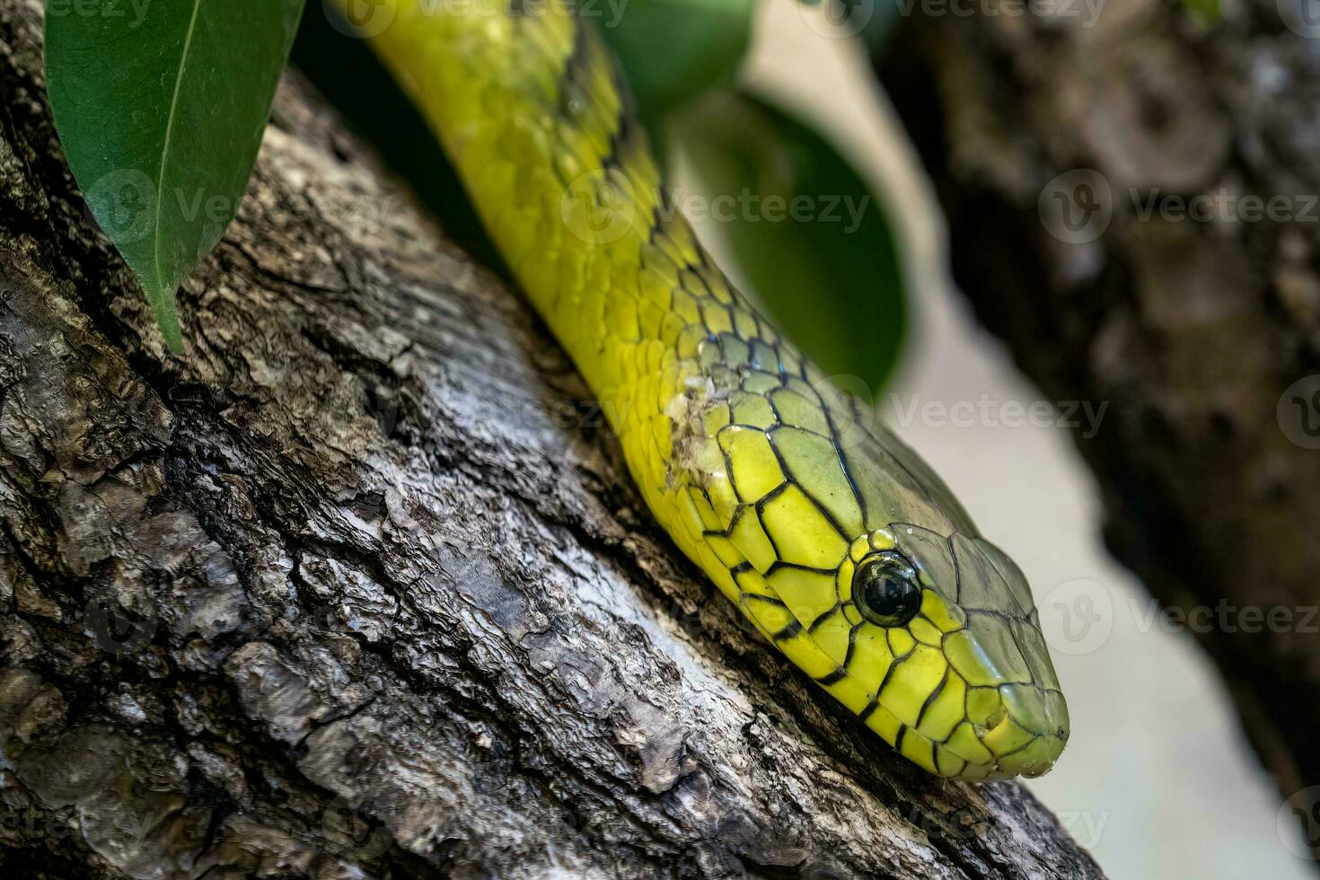 The green mamba, Dendroaspis viridis, a venomous snake photo