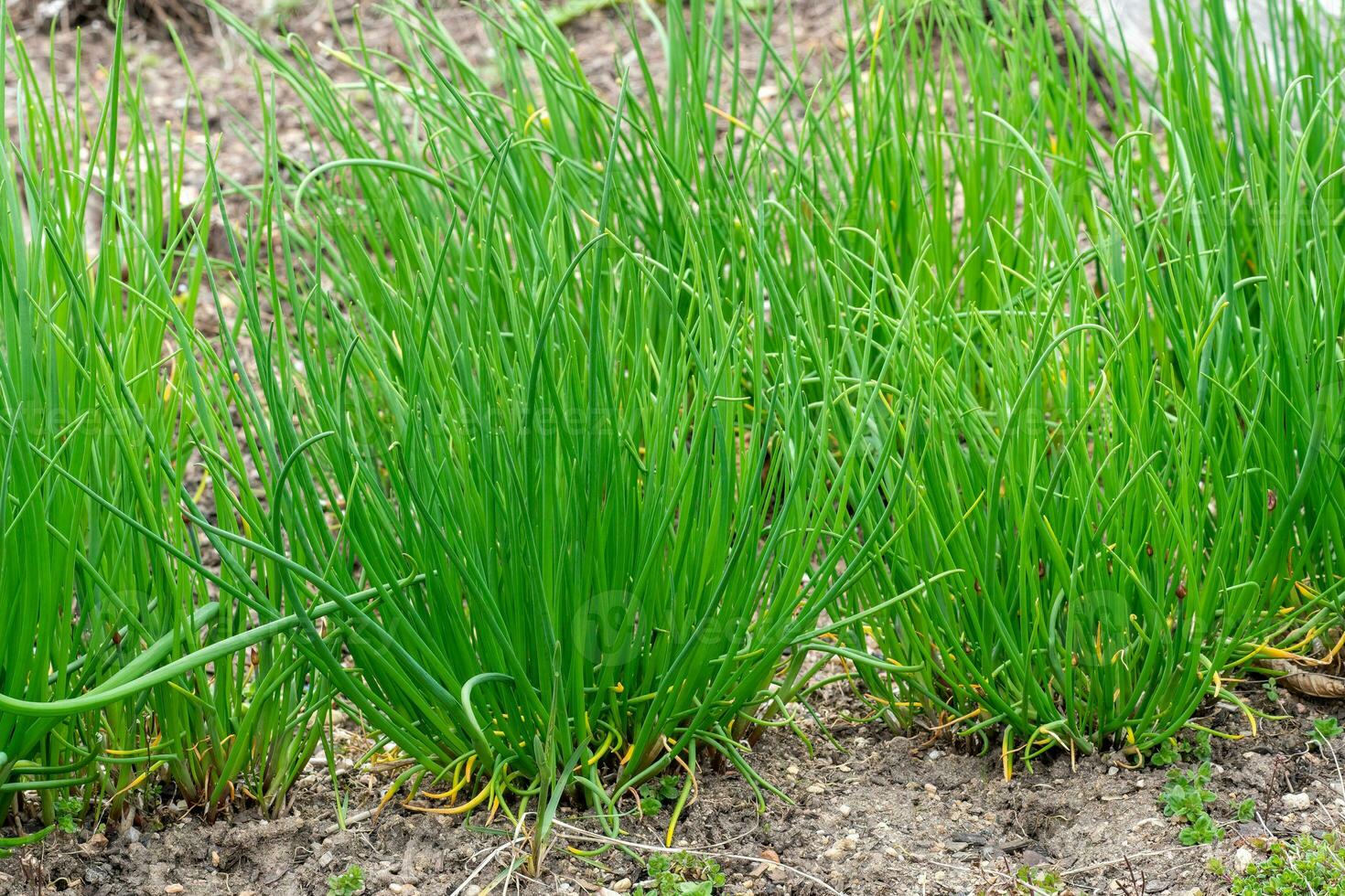 Chives or Allium Schoenoprasum. Chives is an edible herb for use in the kitchen. photo