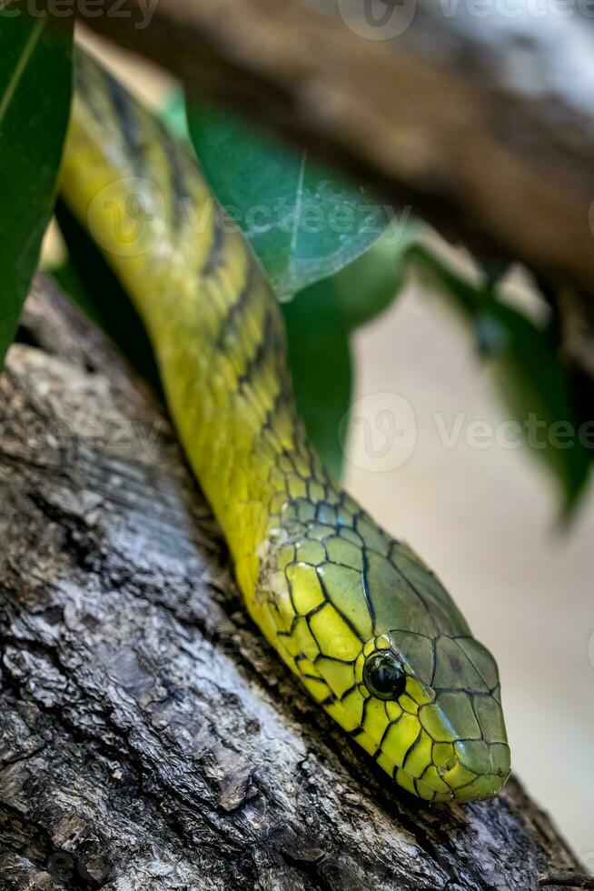 el verde tipo de serpiente venenosa, dendroaspis viridis, un venenoso serpiente foto